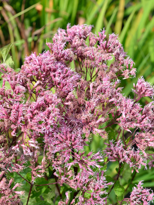 Eupatorium fistulosum 'Baby Joe'®, Wasserdost, Riesenschirm