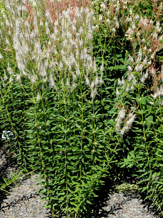 Veronicastrum virginicum 'Diana', Weißer Kandelaber-Ehrenpreis