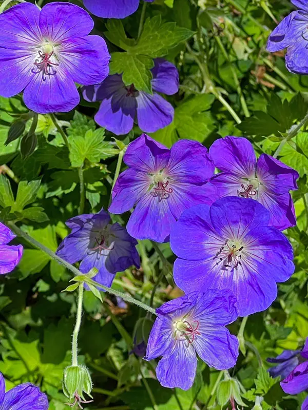 Bildausschnitt eines Beetes mit Geranium pratense Rozanne