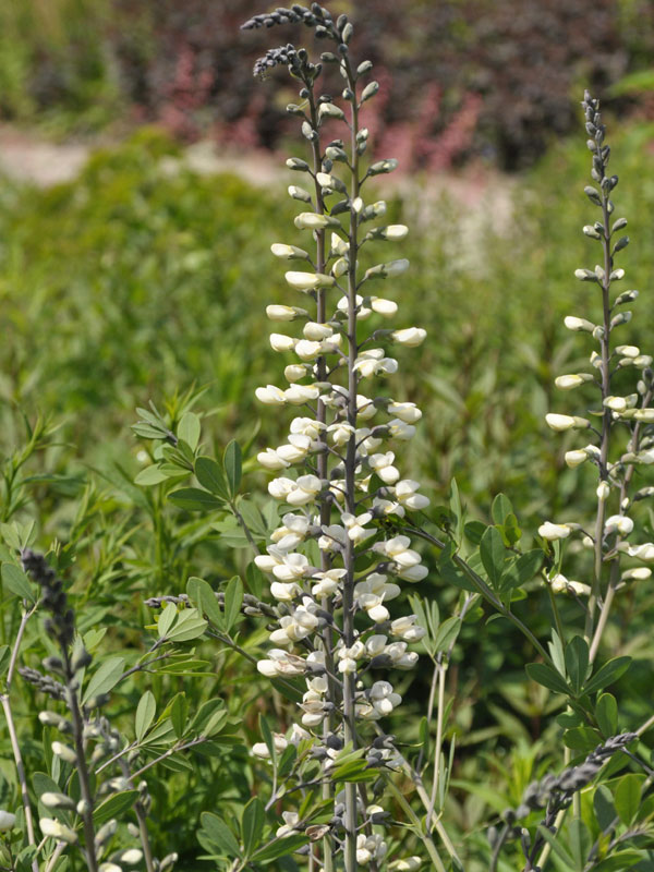 Baptisia australis var. alba, Weiße Indigolupine