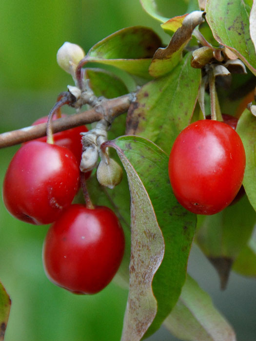 Nahaufnahme der Frucht einer Kornelkirsche