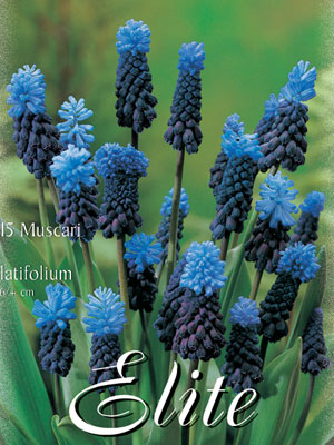 Traubenhyazinthe 'Latifolium', Muscari (Art.Nr. 597190)