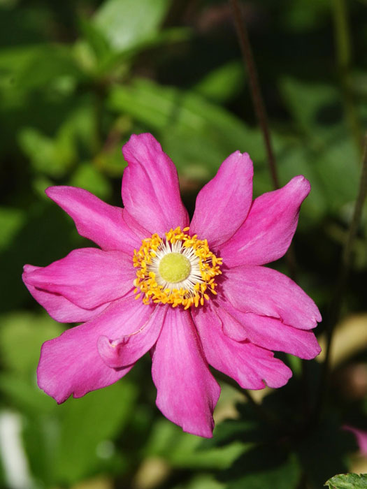 Einzelblüte der Herbstanemone 'Prinz Heinrich'