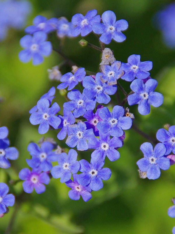 Blueten Brunnera macrophylla