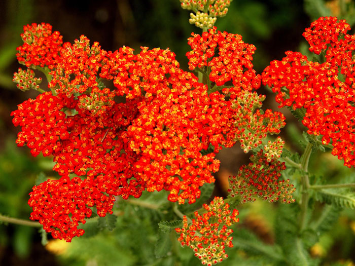 Achillea filipendulina 'Walter Funke' (M), Schafgarbe 'Walter Funke', rote Goldquirl-Garbe