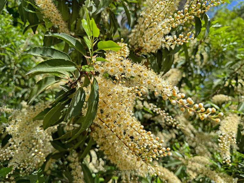 Prunus lusitanica 'Angustifolia', Portugisische Lorbeerkirsche - Hochstamm