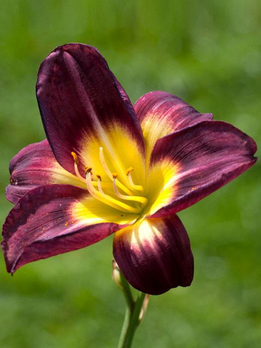 Hemerocallis x cultorum 'Night Beacon', Garten-Taglilie