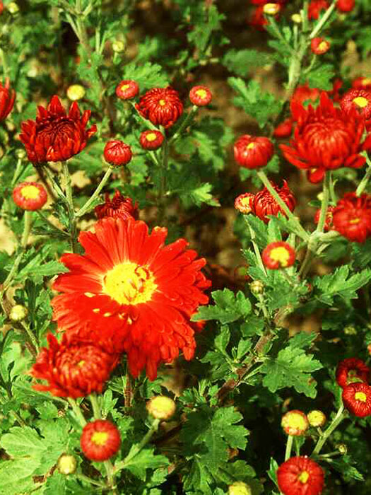 Chrysanthemum x hortorum 'Fellbacher Wein', Winteraster, Gartenchrysantheme