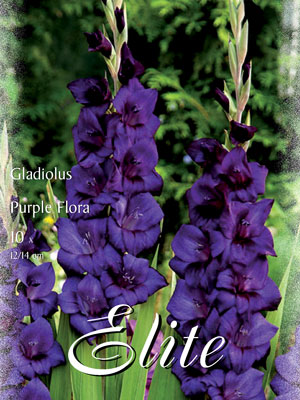 Großblumige Gladiole 'Purple Flora', Gladiolus (Art.Nr. 521308)