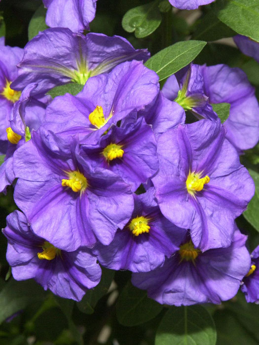 Solanum rantonnetii, Solanum, Enzianstrauch