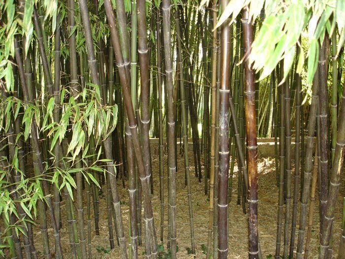 Phyllostachys nigra punctata, Schwarzrohrbambus