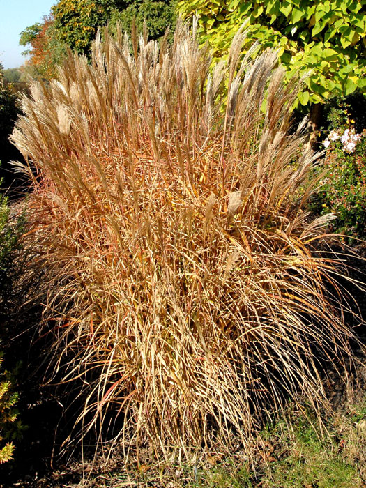 Miscanthus sinensis 'Silberfeder', China-Schilf