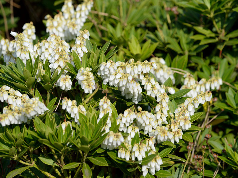 Pieris japonica 'Prelude', Schattenglöckchen