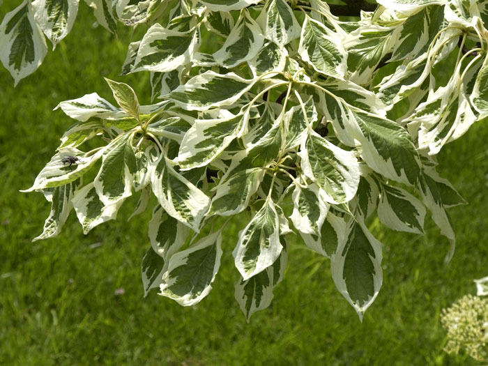 Cornus controversa 'Variegata'