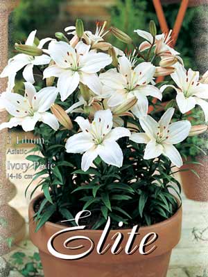 Topf- und Beet-Lilie 'Ivory Pixie', Lilium (Art.Nr. 521778)