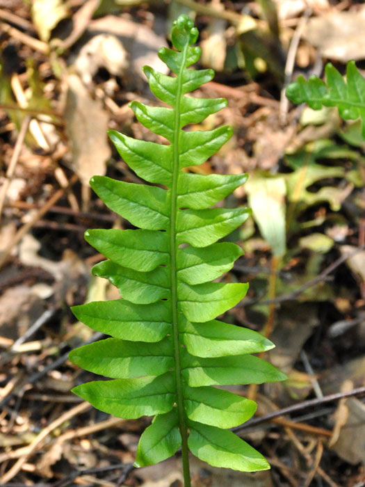 Polypodium vulgaris, Tüpfelfarn, Engelsüß