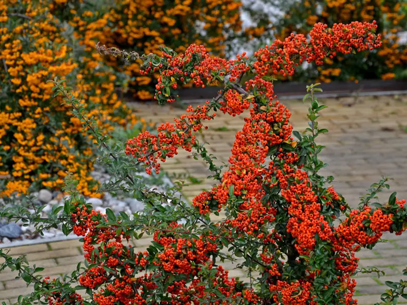 Ein gepflasteter Platz von Pyracantha Straeuchern umgeben