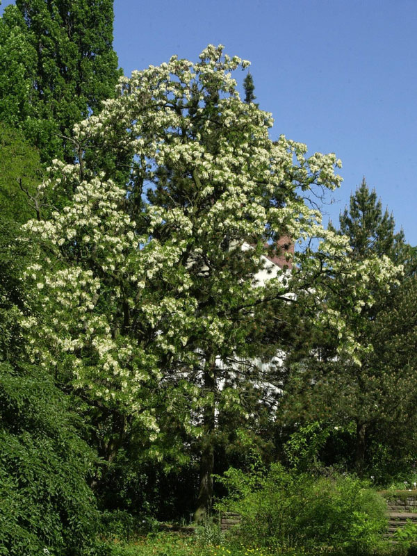 Robinia pseudoacacia 'Tortuosa', Korkenzieher-Robinie