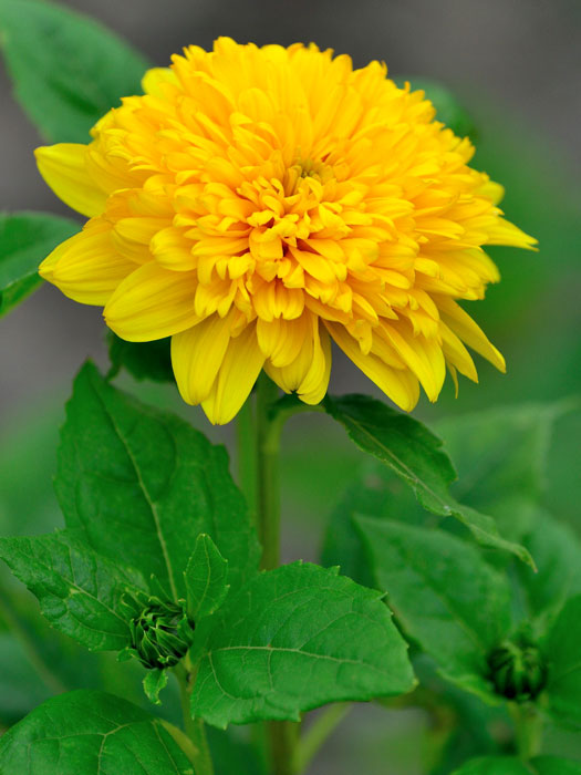 Helianthus decapetalus 'Soleil d'Or', Stauden-Sonnenblume