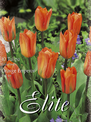 Fosteriana Tulpe 'Orange Emperor' (Art.Nr. 595718)