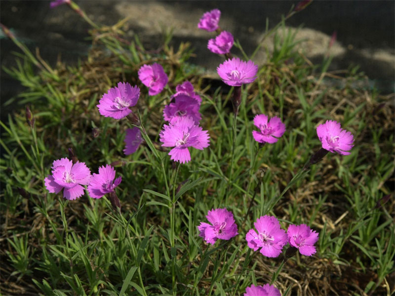 Einzelne Blüten der Pfingstnelke Eydangeri