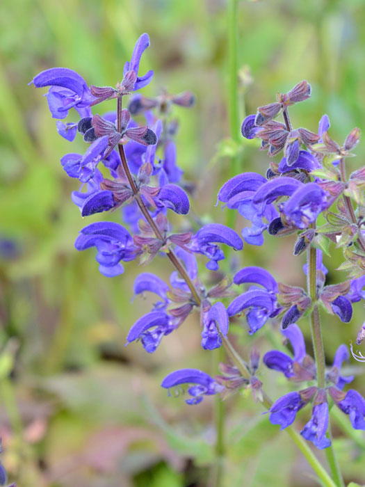 Salvia pratensis, Wiesensalbei