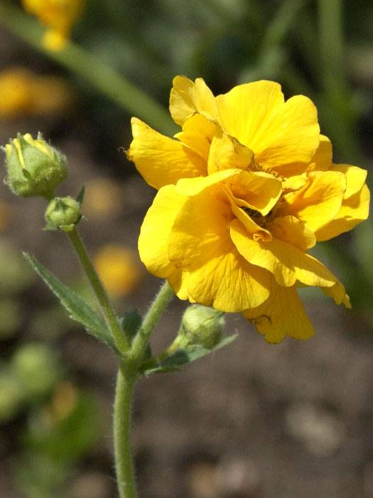 Geum chiloense 'Goldball' (syn. 'Lady Strathaden'), Nelkenwurz