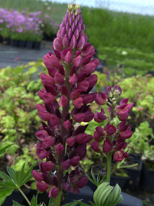 Lupinus nanus 'Gallery Red Shades', Lupine, Wolfsbohne