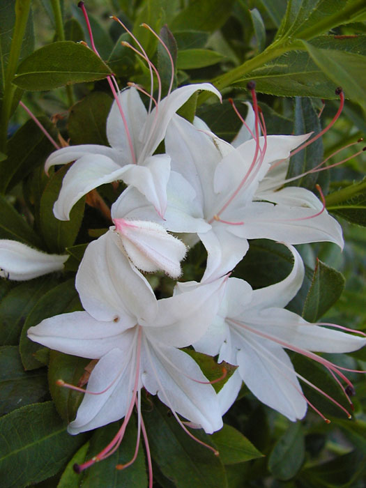 Rhododendron viscosum 'Weston's Innocence', sommergrüne japanische Gartenazalee