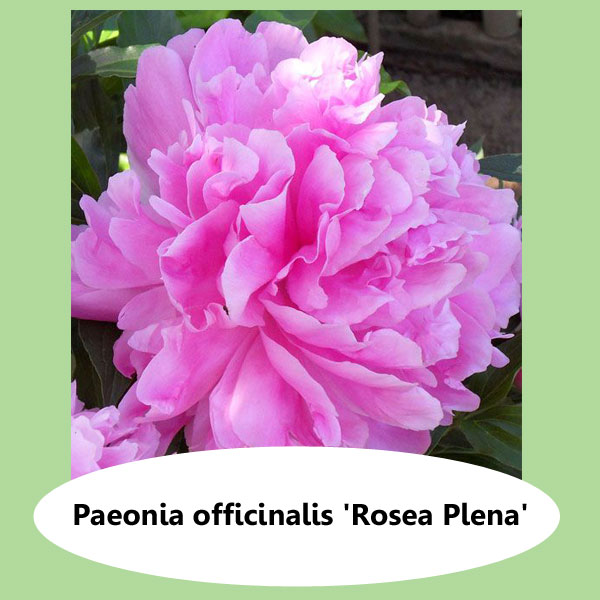 Paeonia Rosea Plena