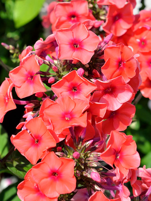 Phlox paniculata 'Orange' (M), Flammenblume, Sommerphlox