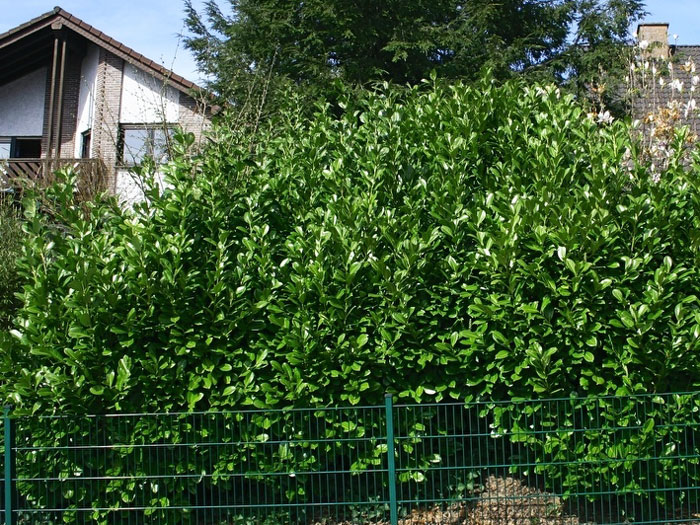 Kirschlorbeer Rotundifolia Strauch als Sichtschutz