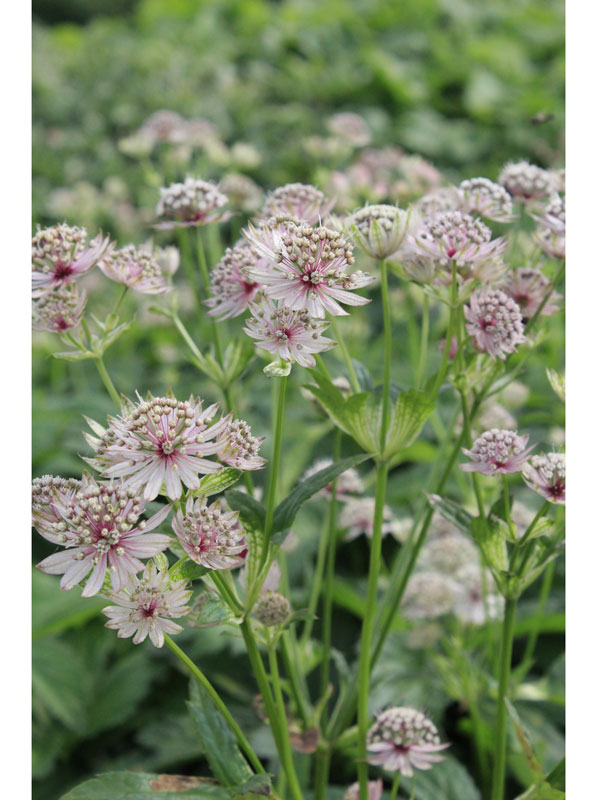 Nahaufnahme der Blüten von Astrantia major