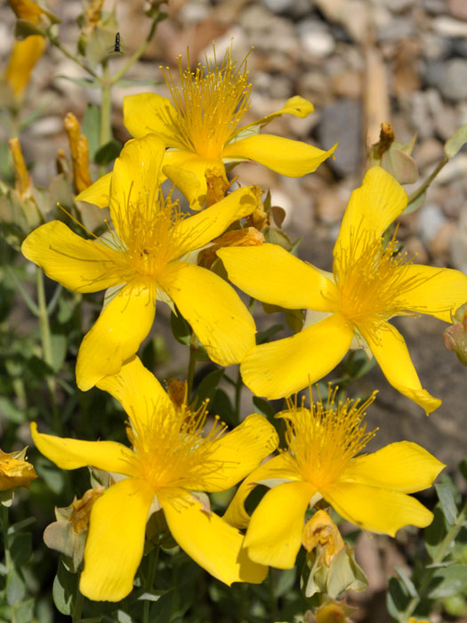 Hypericum polyphyllum 'Grandiflorum', Polster-Johanniskraut, Zwerg-Johanniskraut