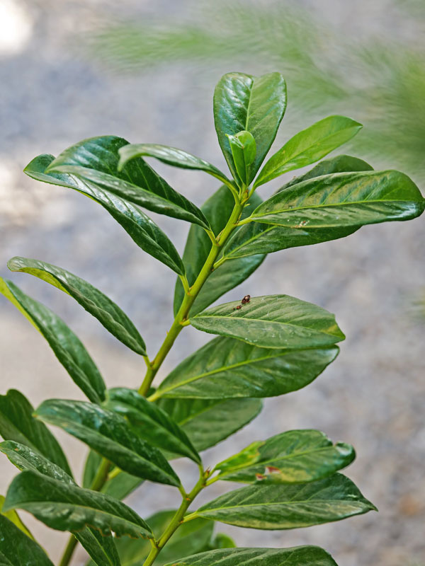 Beeren des Eingriffligen Weißdorns