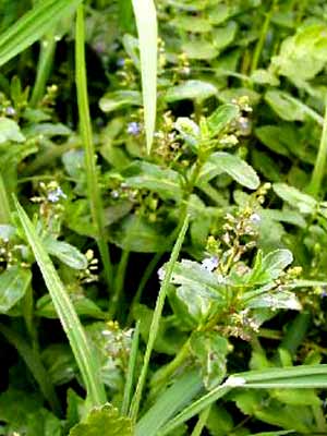 Veronica beccabunga, Bachbunge