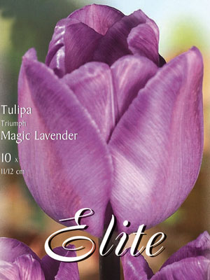 Triumph-Tulpe 'Magic Lavender' (Art.Nr. 595237)