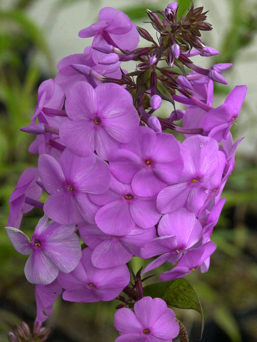 Nahaufnahme einer Blüte von Phlox maculata Alpha