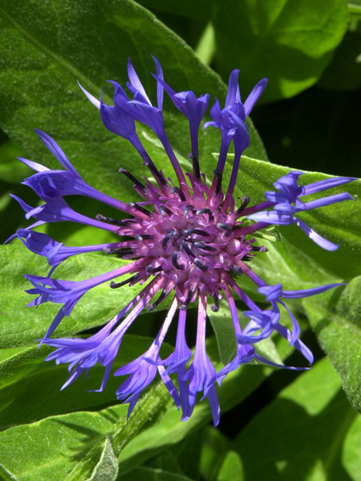 Blüte der Berg-Flockenblume