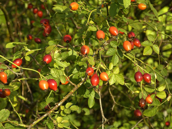 Rosa rubiginosa, Weinrose