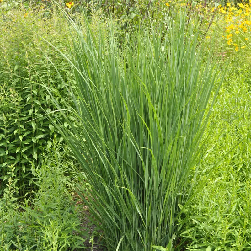 Panicum virgatum 'Northwind', Riesen-Ruten-Hirse, Zier-Hirse