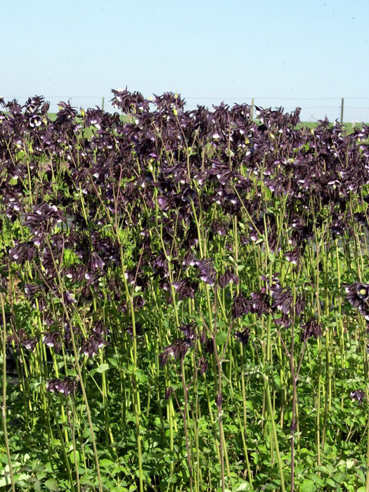 Aquilegia vulgaris 'William Guiness', Purpur-Akelei