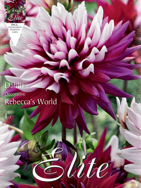 Schmuck-Dahlie 'Rebecca's World', Dahlia (Art.Nr. 520190)