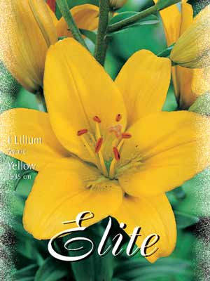 Asiatische Lilien-Hybride 'Yellow', Lilium (Art.Nr. 521688)