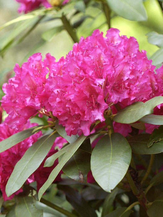 Rhododendron 'Mrs. P. den Ouden'