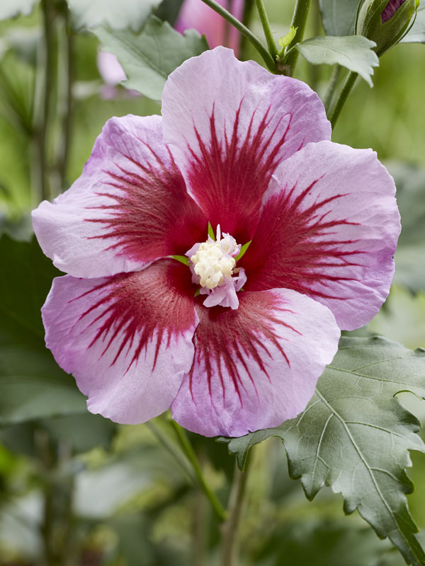 Nahaufnahme einer Blüte von Säulen-Eibisch 'Flower Tower Purple'