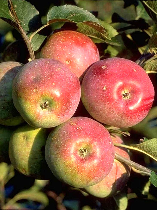 Üppiger Fruchtbehang beim Apfel 'Florina'