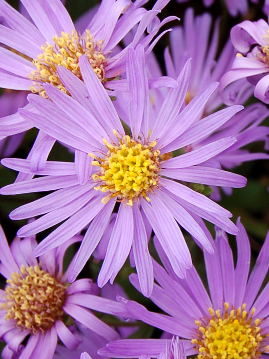 Aster amellus 'Sternkugel', Bergaster, Amellusaster