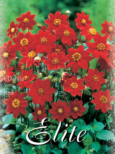 Topmix-Dahlie 'Red', Dahlia (Art.Nr. 520612)