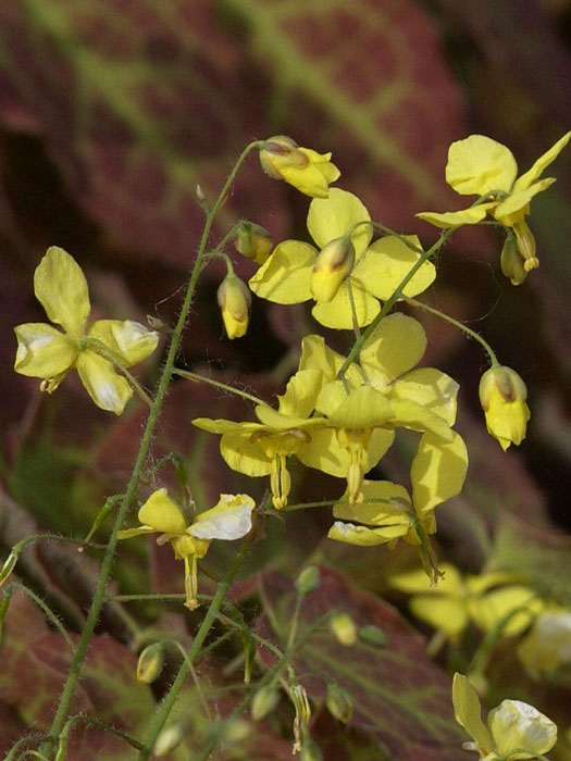 Die Blüte der Elfenblume 'Frohnleiten'